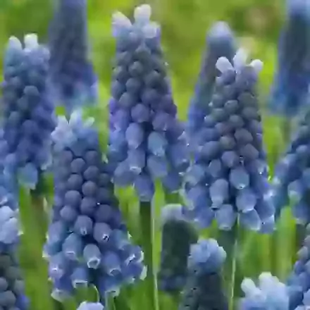 Aucheri Blue Magic